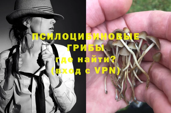 стаф Богданович